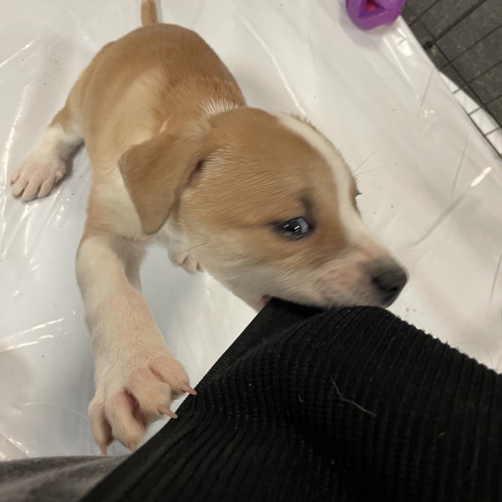 Maisy (Chickadee), a Adoptable Mixed Breed in Enfield, NH image 2/5