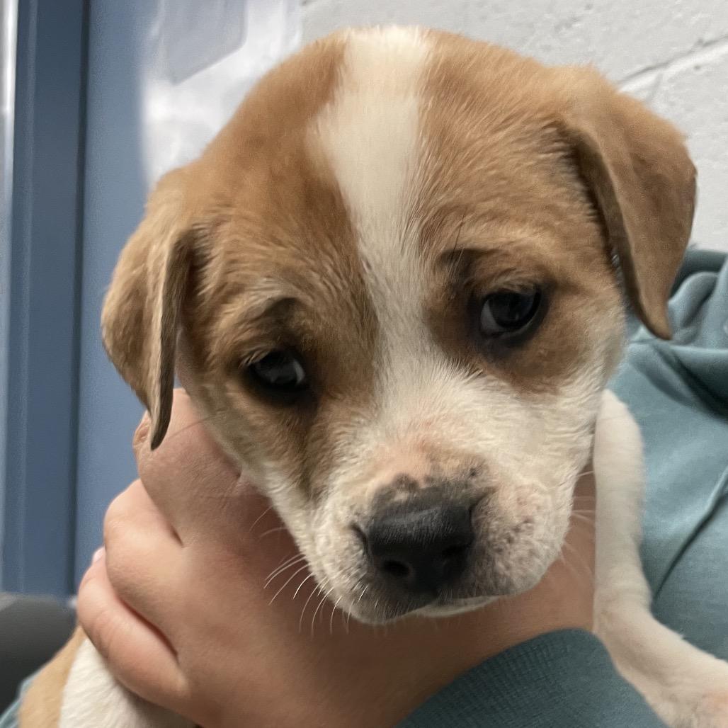 Maisy (Chickadee), a Adoptable Mixed Breed in Enfield, NH image 3/5