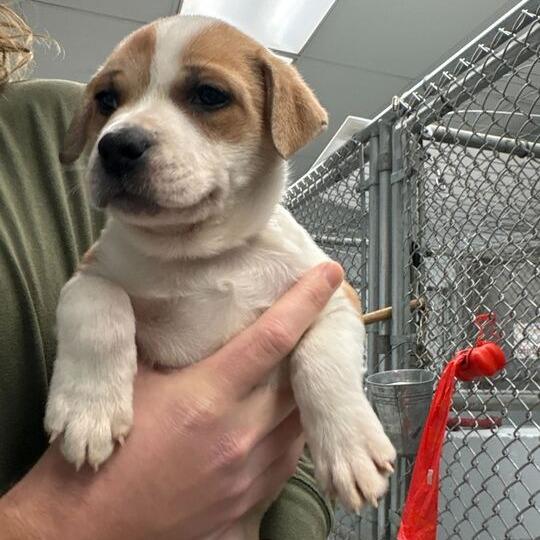 Maisy (Chickadee), a Adoptable Mixed Breed in Enfield, NH image 4/5