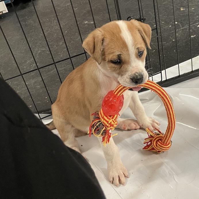 Maisy (Chickadee), a Adoptable Mixed Breed in Enfield, NH image 5/5