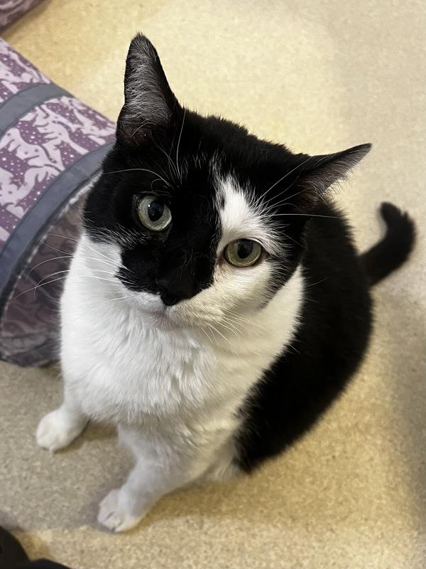 Forklift Felix, Adoptable, Adult Male Domestic Short Hair.
