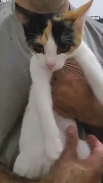 Enlarge GINGER, an adopted mixed breed in Brooklyn, NY video 1/6