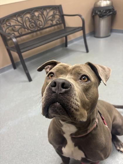 Baby, Adoptable, Adult Female Mixed Breed & Mixed Breed.