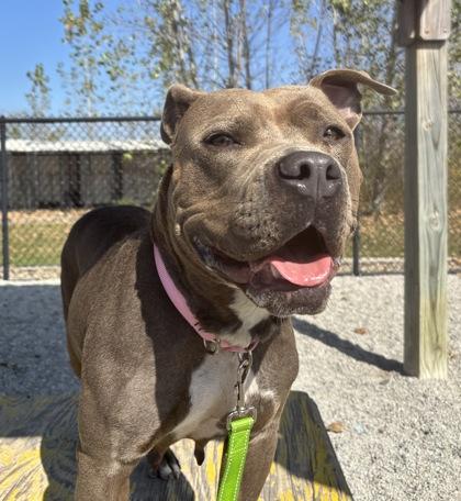 Enlarge Baby, a Adoptable mixed breed in Maumee, OH image 2/3