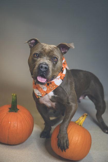 Enlarge Baby, a Adoptable mixed breed in Maumee, OH image 3/3