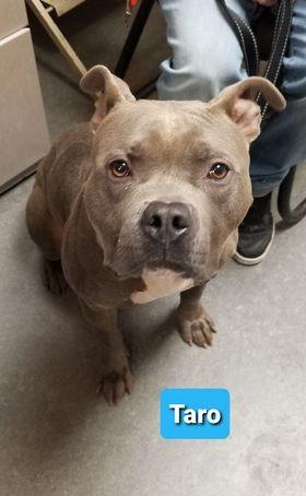 Walter-Sponsored, Adoptable, Adult Male American Staffordshire Terrier.