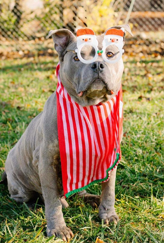 Enlarge Walter-Sponsored, a Adoptable mixed breed in Richmond, IN image 3/6