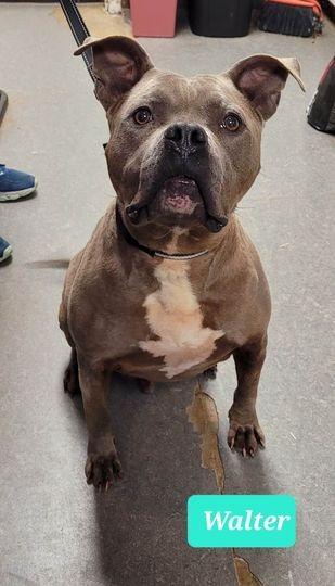 Enlarge Walter-Sponsored, a Adoptable mixed breed in Richmond, IN image 4/6