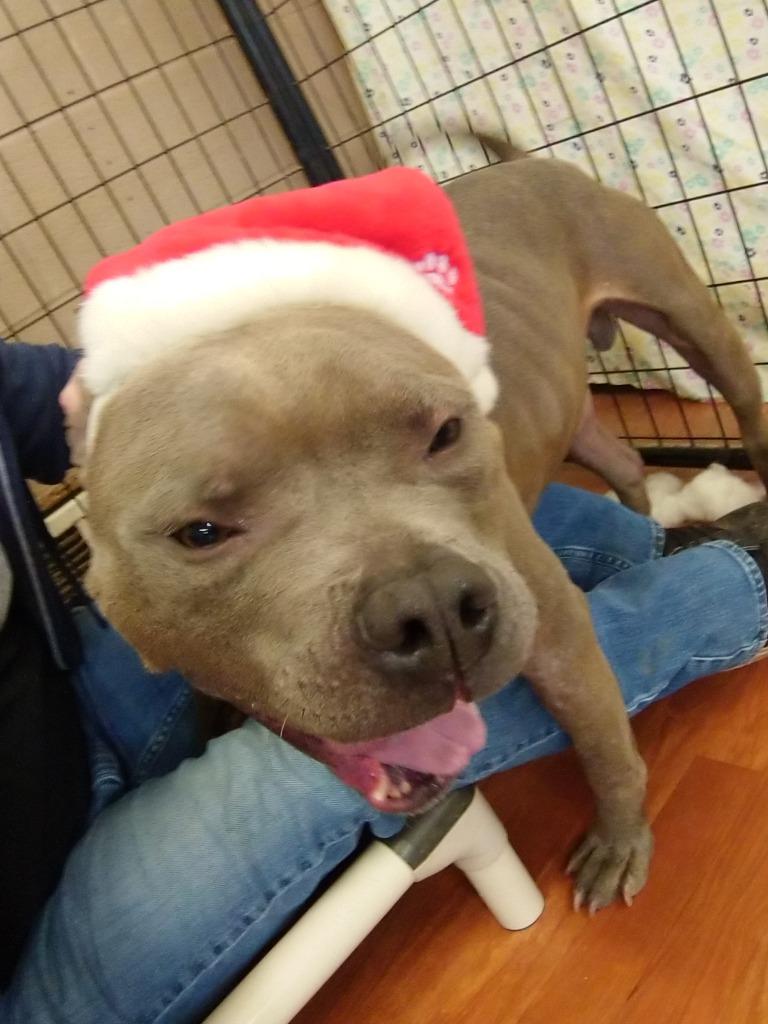 Enlarge Walter-Sponsored, a Adoptable mixed breed in Richmond, IN image 5/6