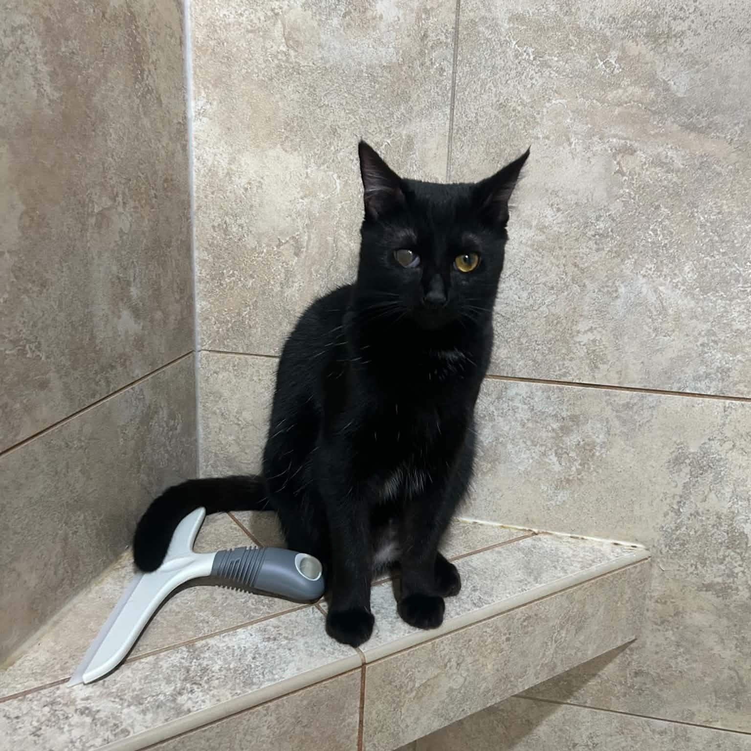 Francis, ADOPTABLE, Kitten Female Domestic Short Hair.
