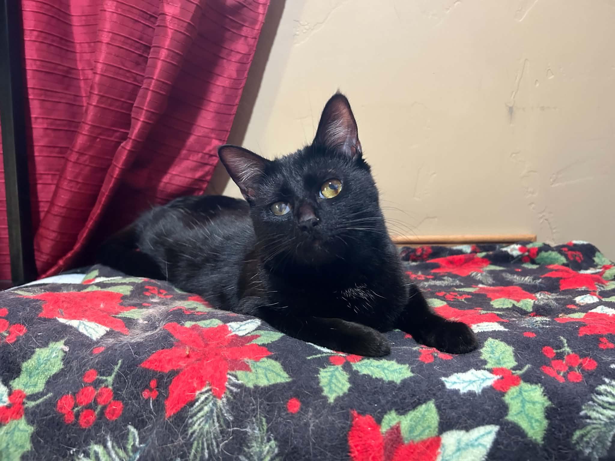 Francis, a ADOPTABLE mixed breed in West Richland, WA image 6/6