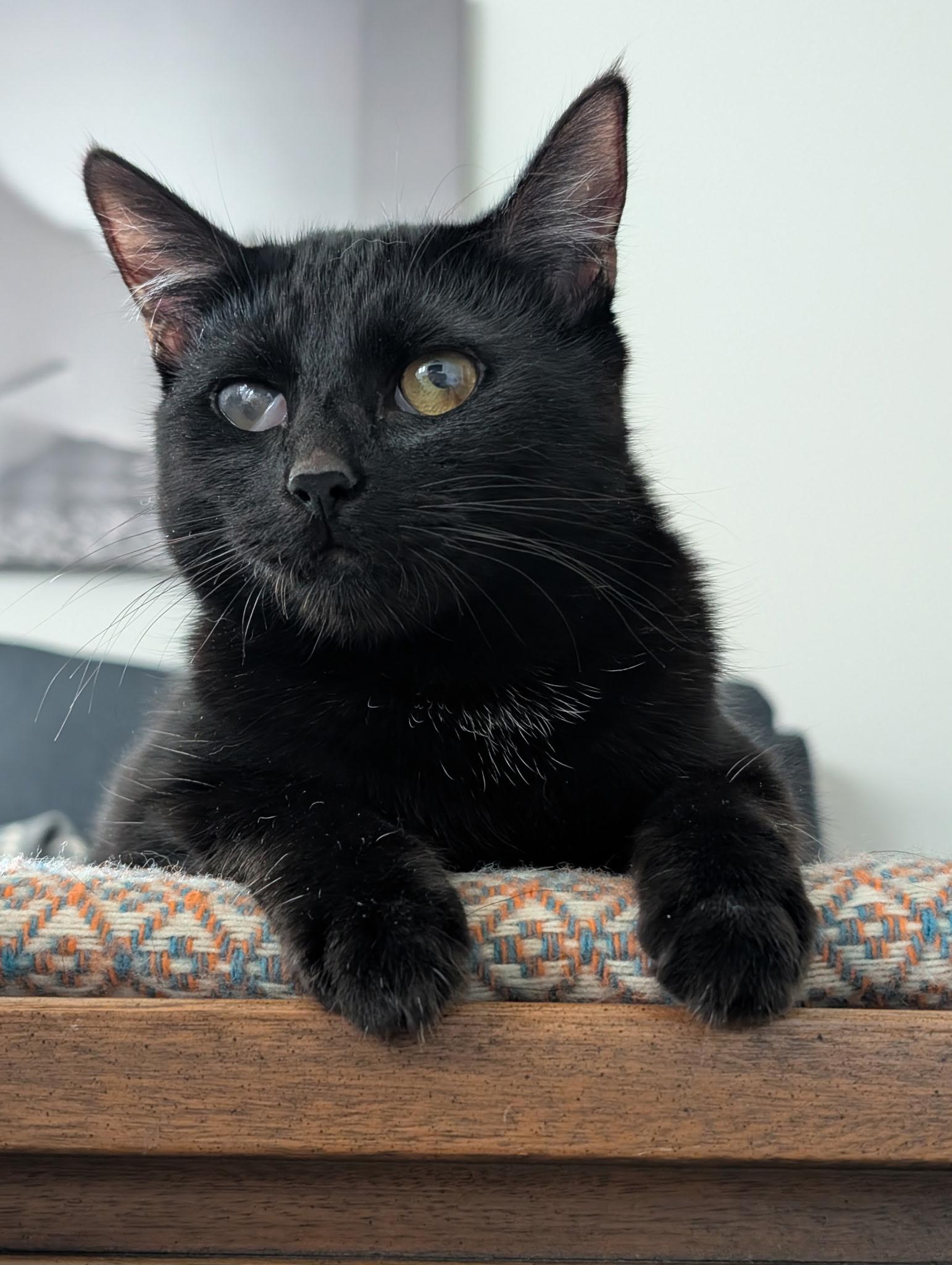 Francis, a ADOPTABLE mixed breed in West Richland, WA image 1/6
