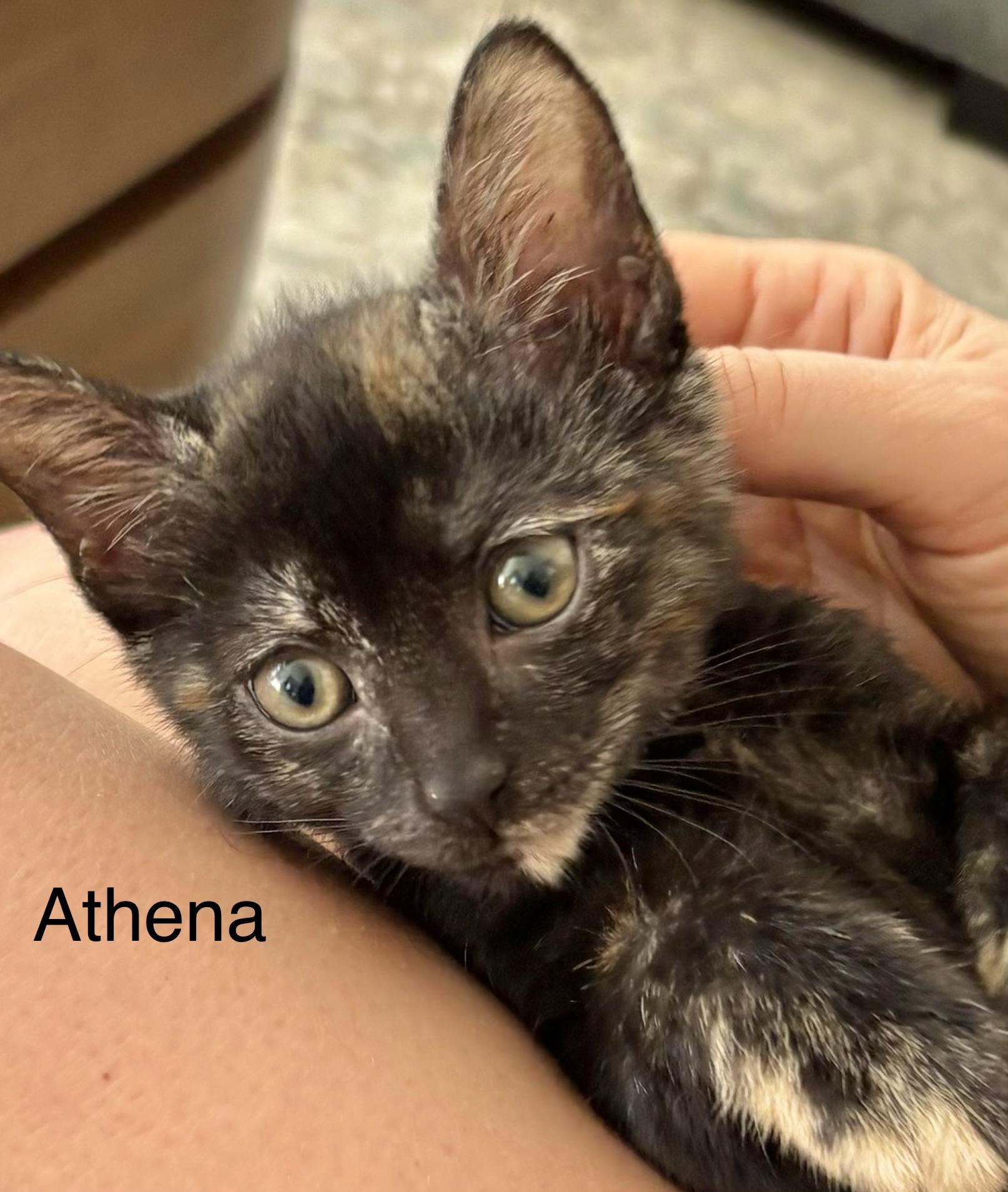 Athena, Adoptable, Kitten Female Domestic Short Hair.