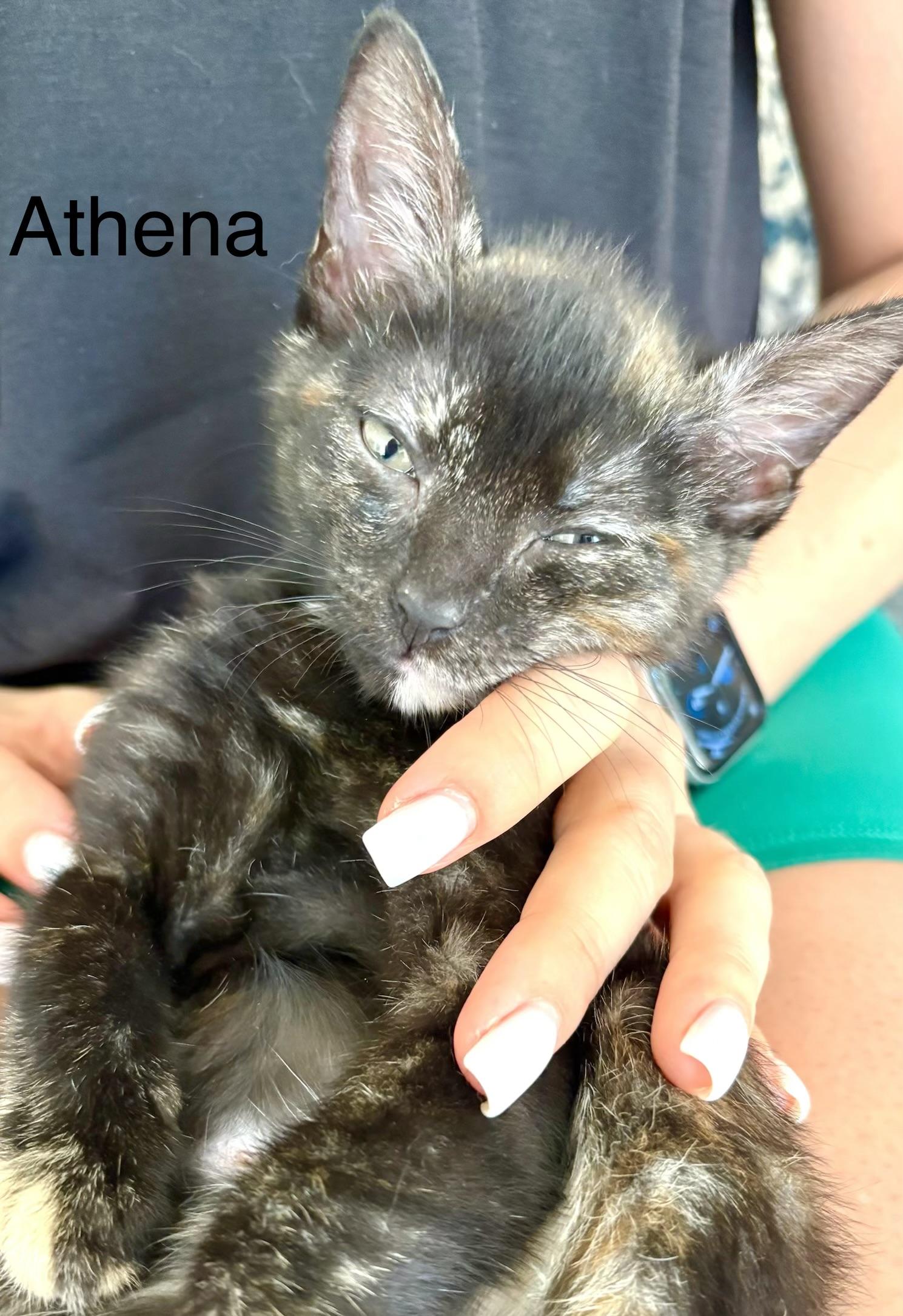 Enlarge Athena, a Adoptable mixed breed in Annapolis, MD image 3/3