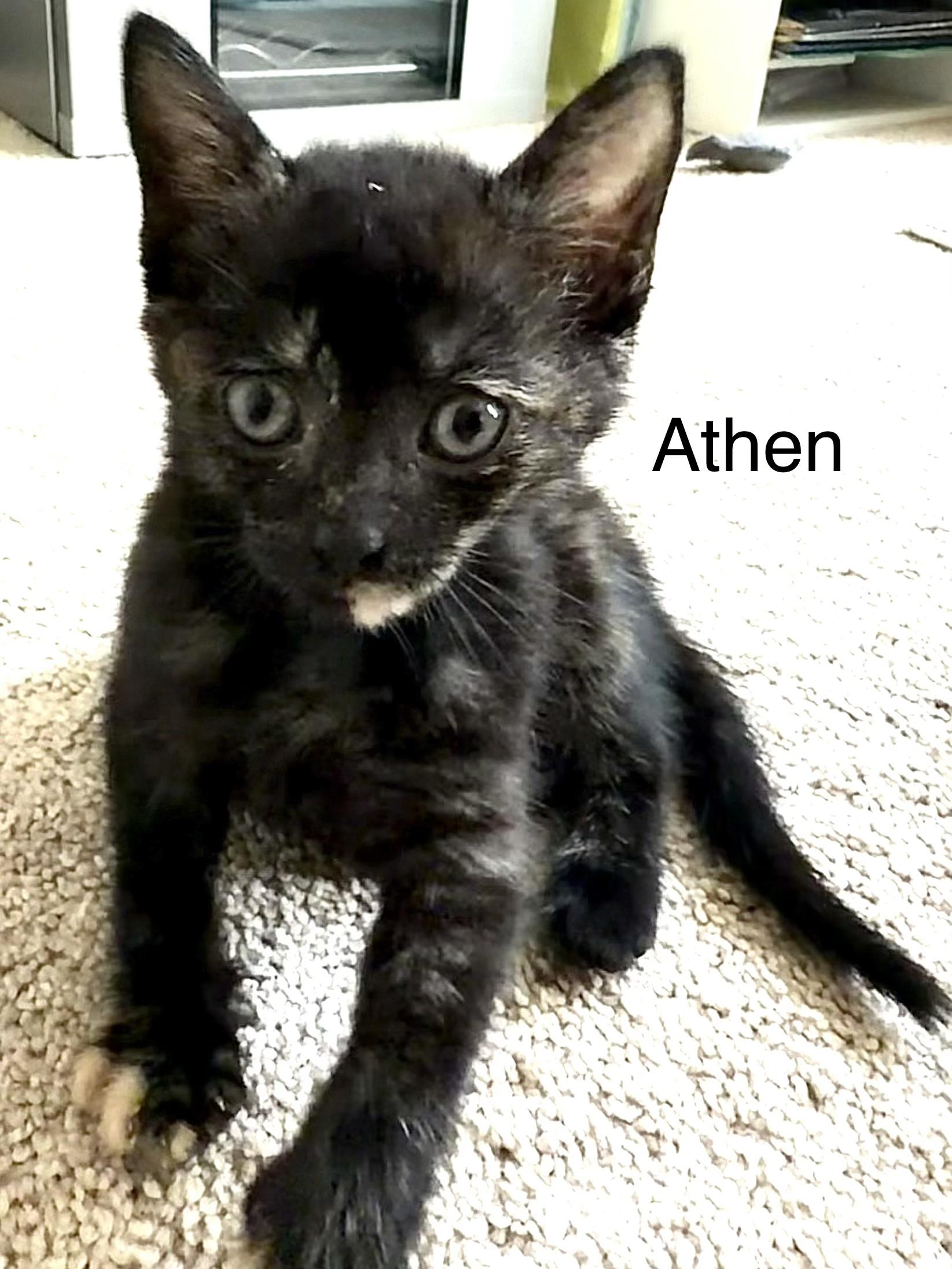 Athen, Adoptable, Kitten Male Domestic Short Hair.