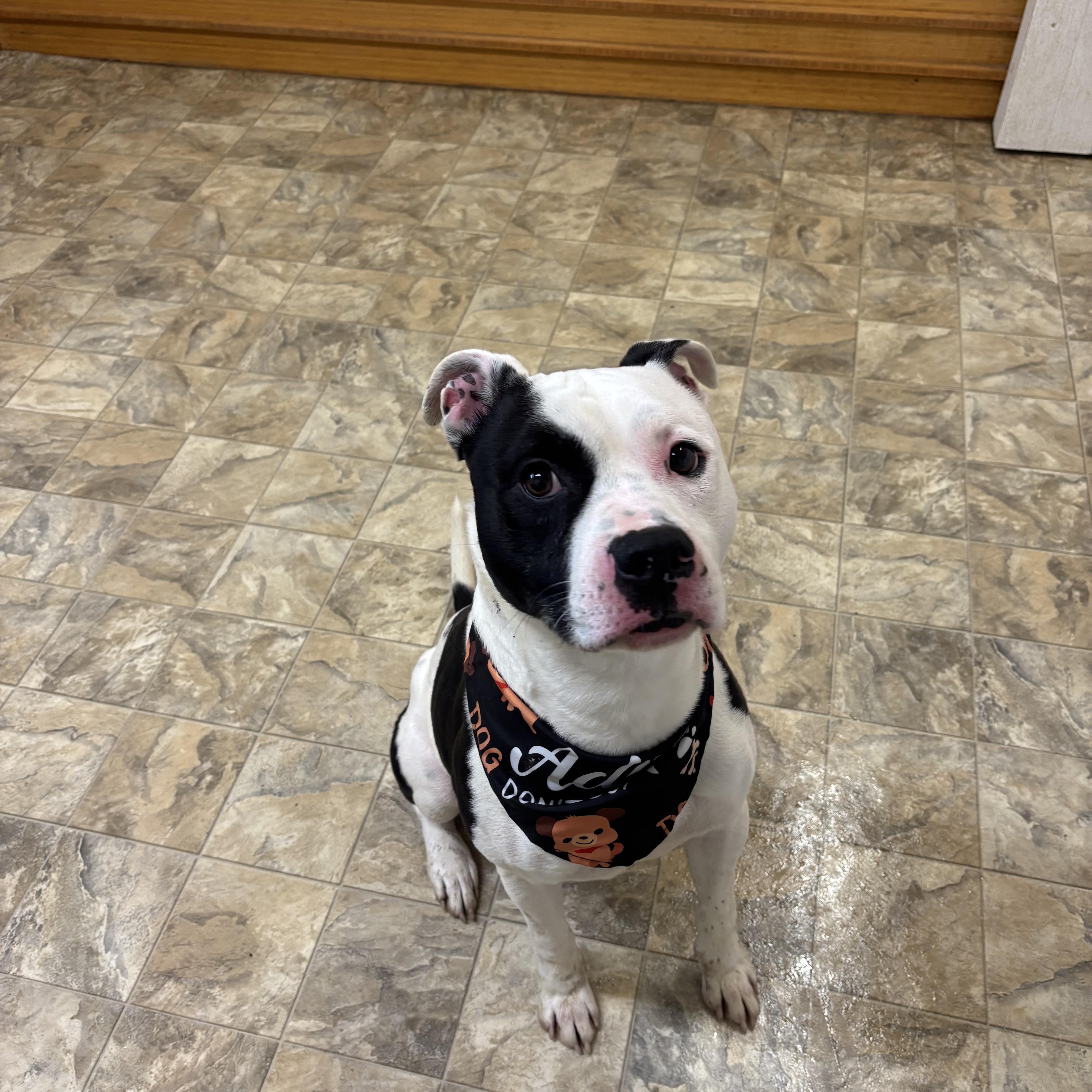 Enlarge Moo Moo, an adopted mixed breed in Pilot Point, TX image 3/4