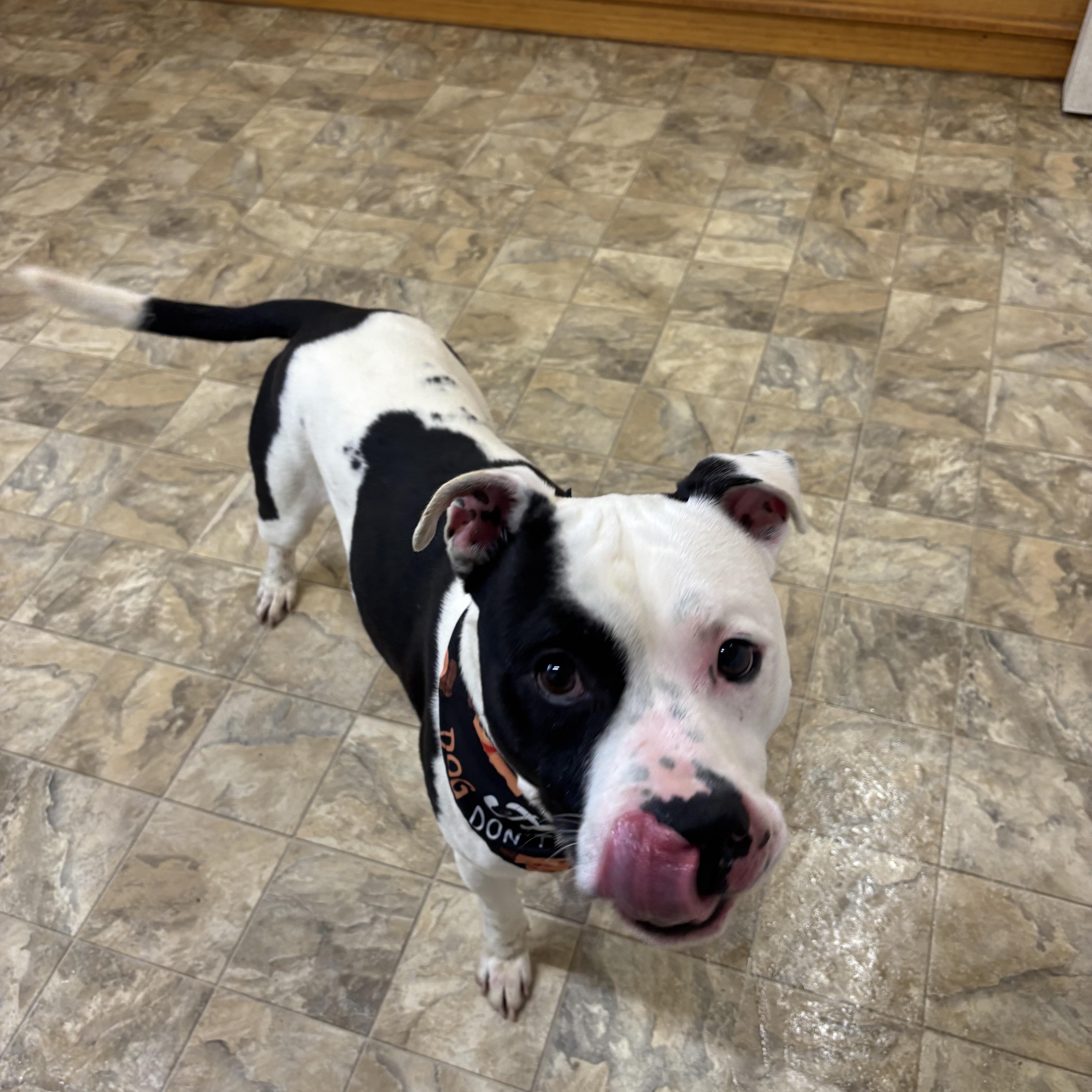 Enlarge Moo Moo, an adopted mixed breed in Pilot Point, TX image 2/4