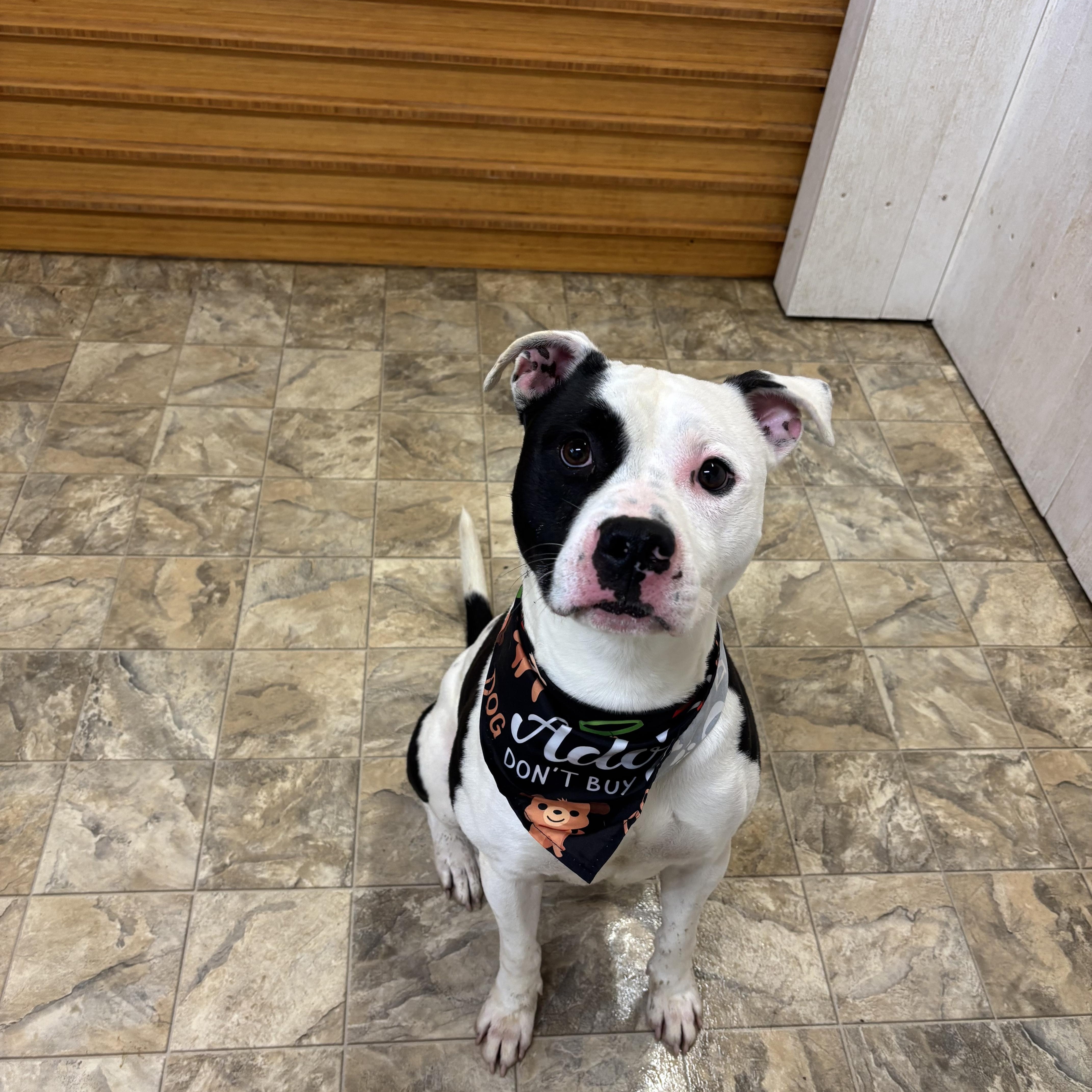 Moo Moo, adopted, Adult Male Terrier.