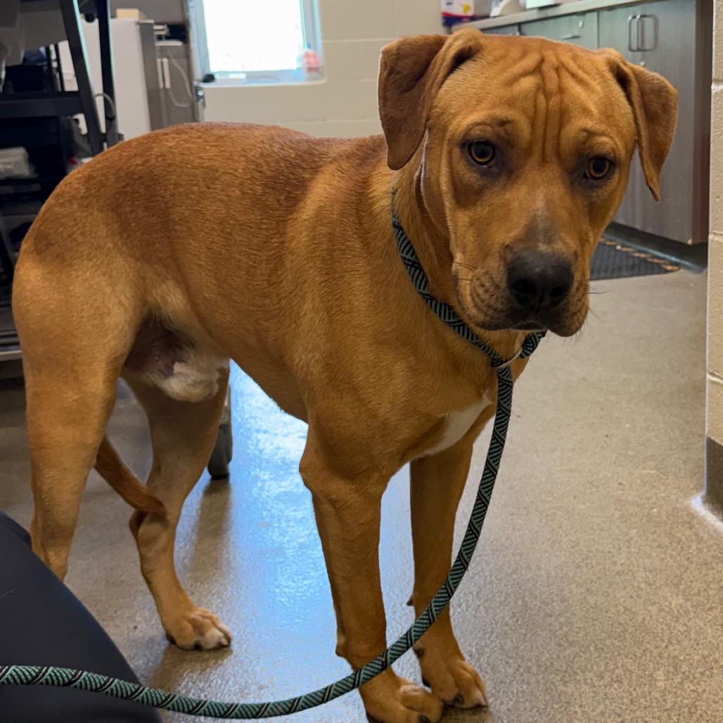Junior, Adoptable, Young Male Labrador Retriever & Shar-Pei.