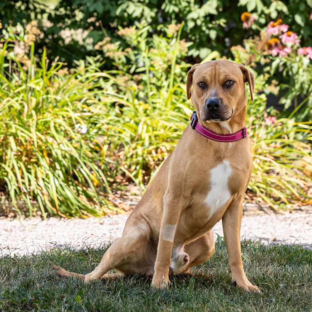 Junior, a Adoptable mixed breed in Council Bluffs, IA image 2/5