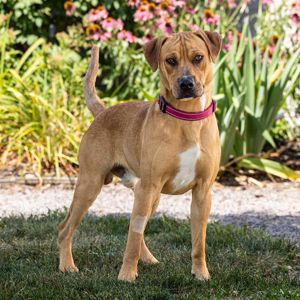 Junior, a Adoptable mixed breed in Council Bluffs, IA image 3/5
