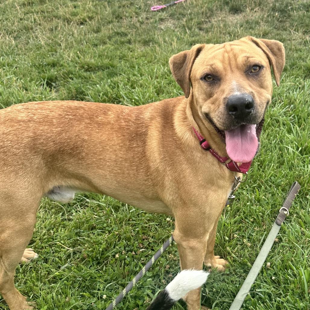 Junior, a Adoptable mixed breed in Council Bluffs, IA image 4/5