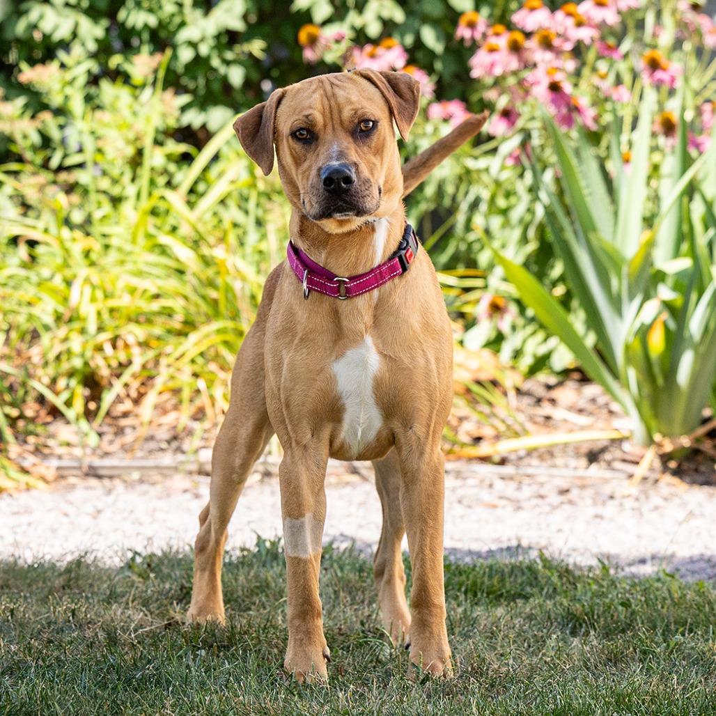 Junior, a Adoptable mixed breed in Council Bluffs, IA image 5/5