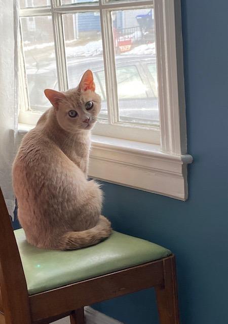 Enlarge Lazlo, a Adoptable mixed breed in Pawtucket, RI image 1/6