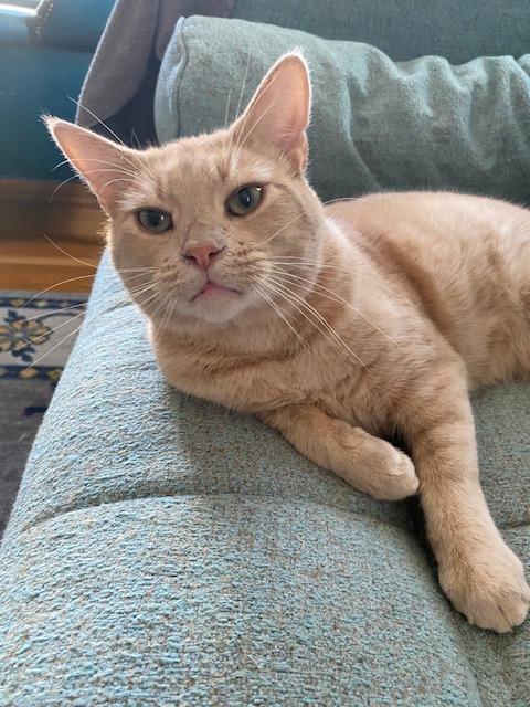 Enlarge Lazlo, a Adoptable mixed breed in Pawtucket, RI image 2/6