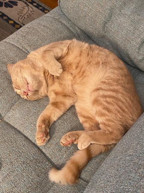 Enlarge Lazlo, a Adoptable mixed breed in Pawtucket, RI image 3/6