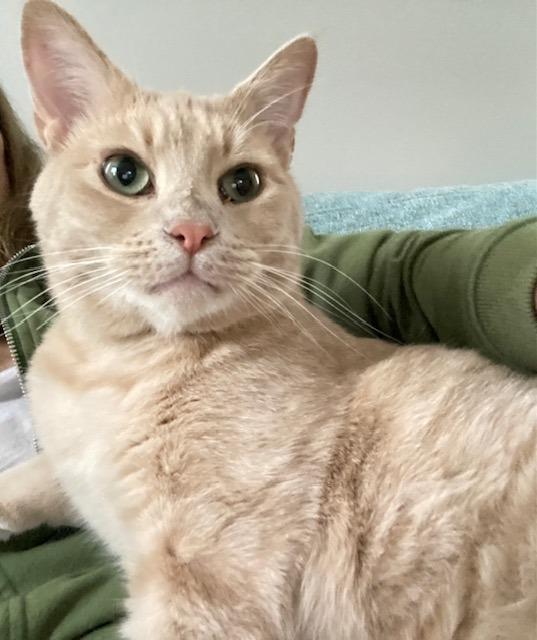 Enlarge Lazlo, a Adoptable mixed breed in Pawtucket, RI image 4/6