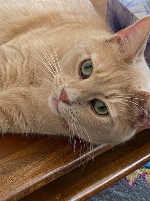 Enlarge Lazlo, a Adoptable mixed breed in Pawtucket, RI image 5/6