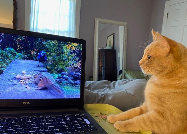 Enlarge Lazlo, a Adoptable mixed breed in Pawtucket, RI image 6/6