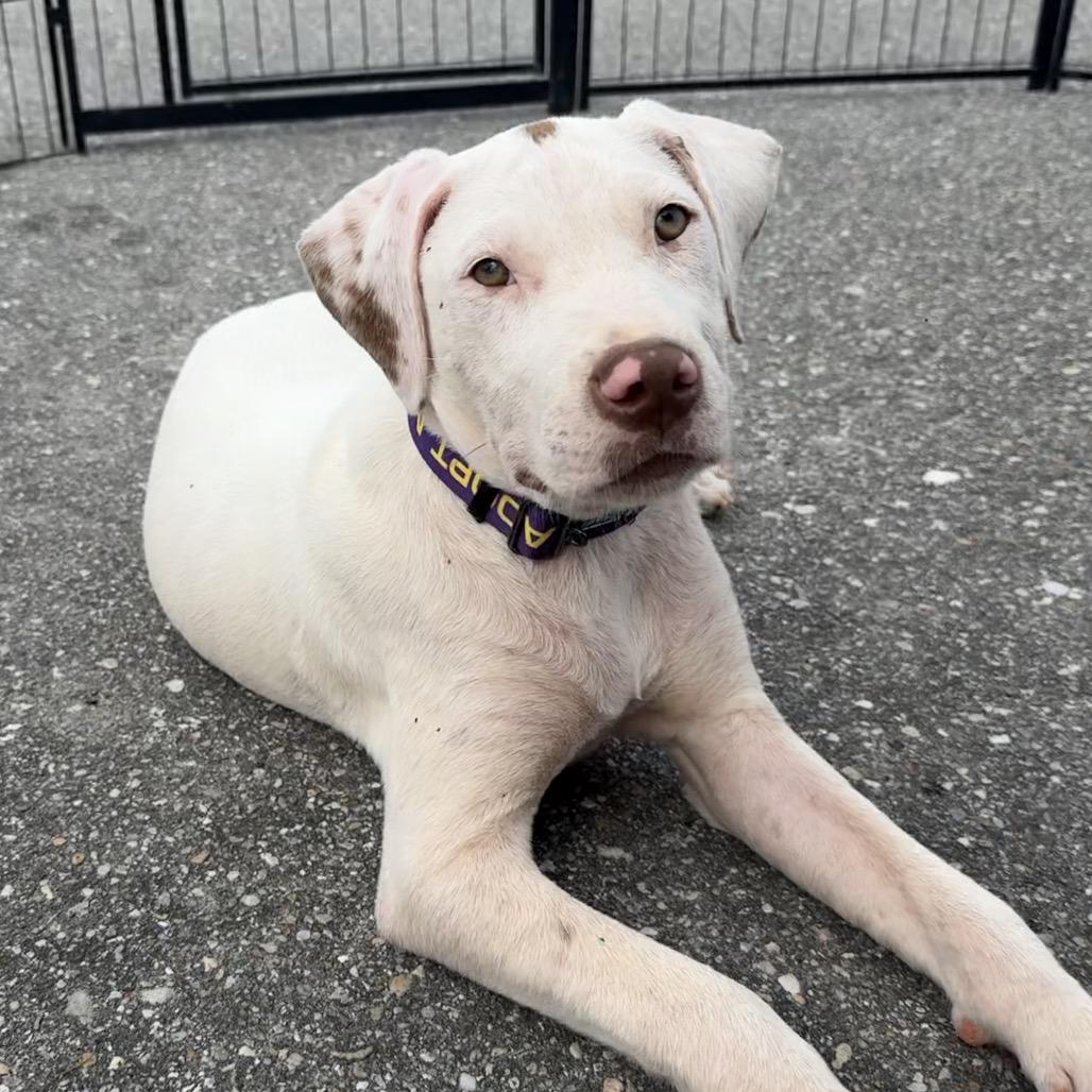 Enlarge Dennis, a Adopted mixed breed in Daphne, AL image 1/5