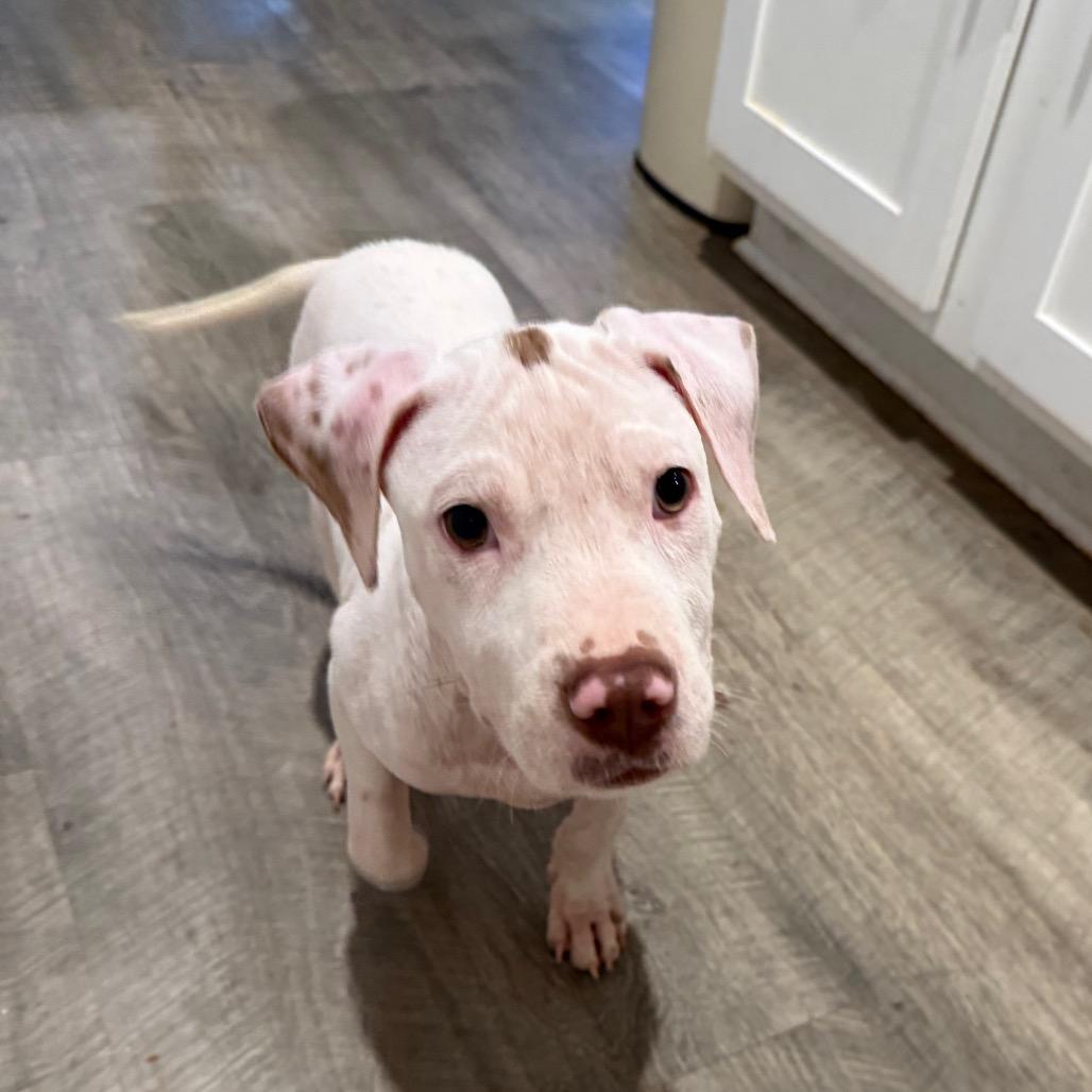 Enlarge Dennis, a Adopted mixed breed in Daphne, AL image 4/5