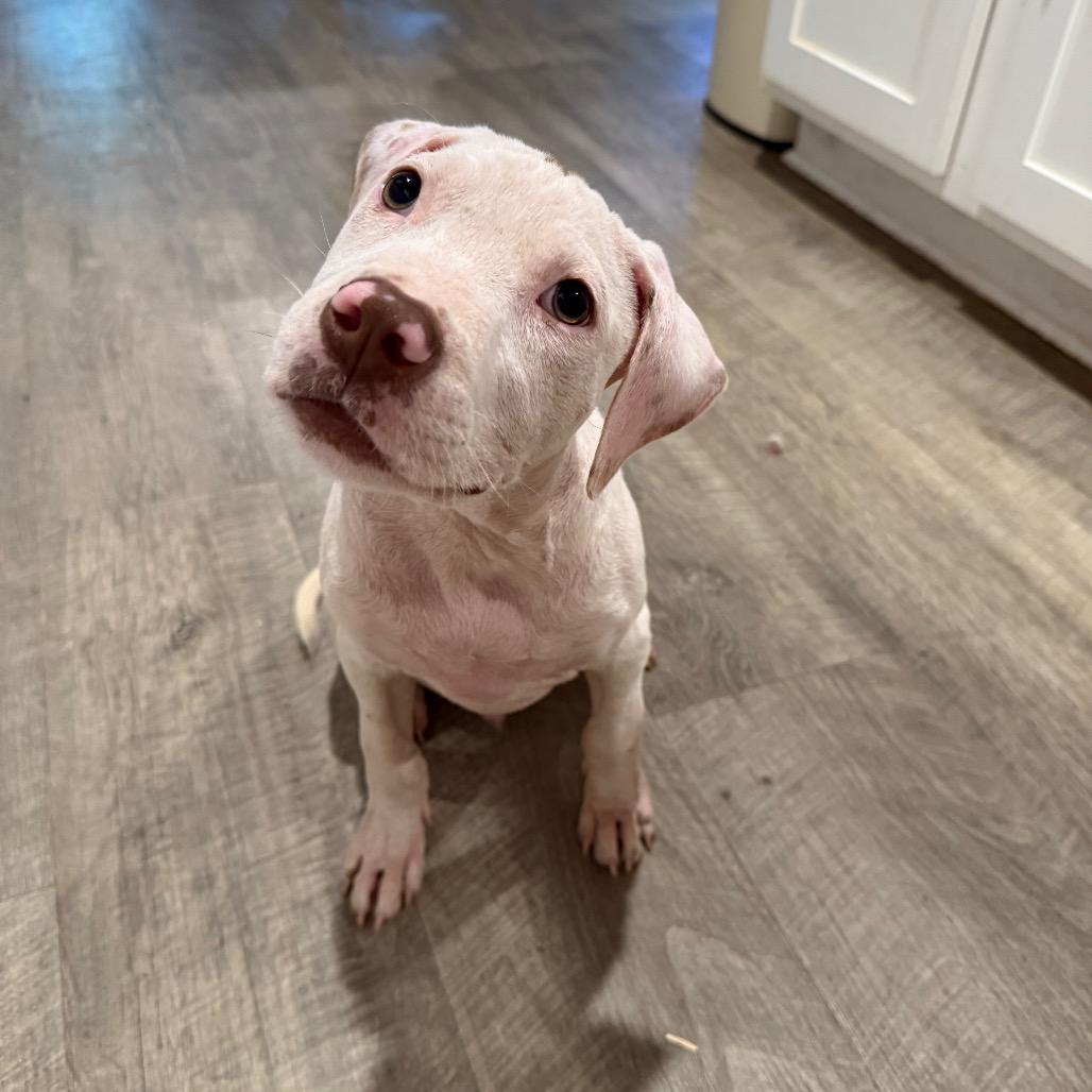 Enlarge Dennis, a Adopted mixed breed in Daphne, AL image 5/5