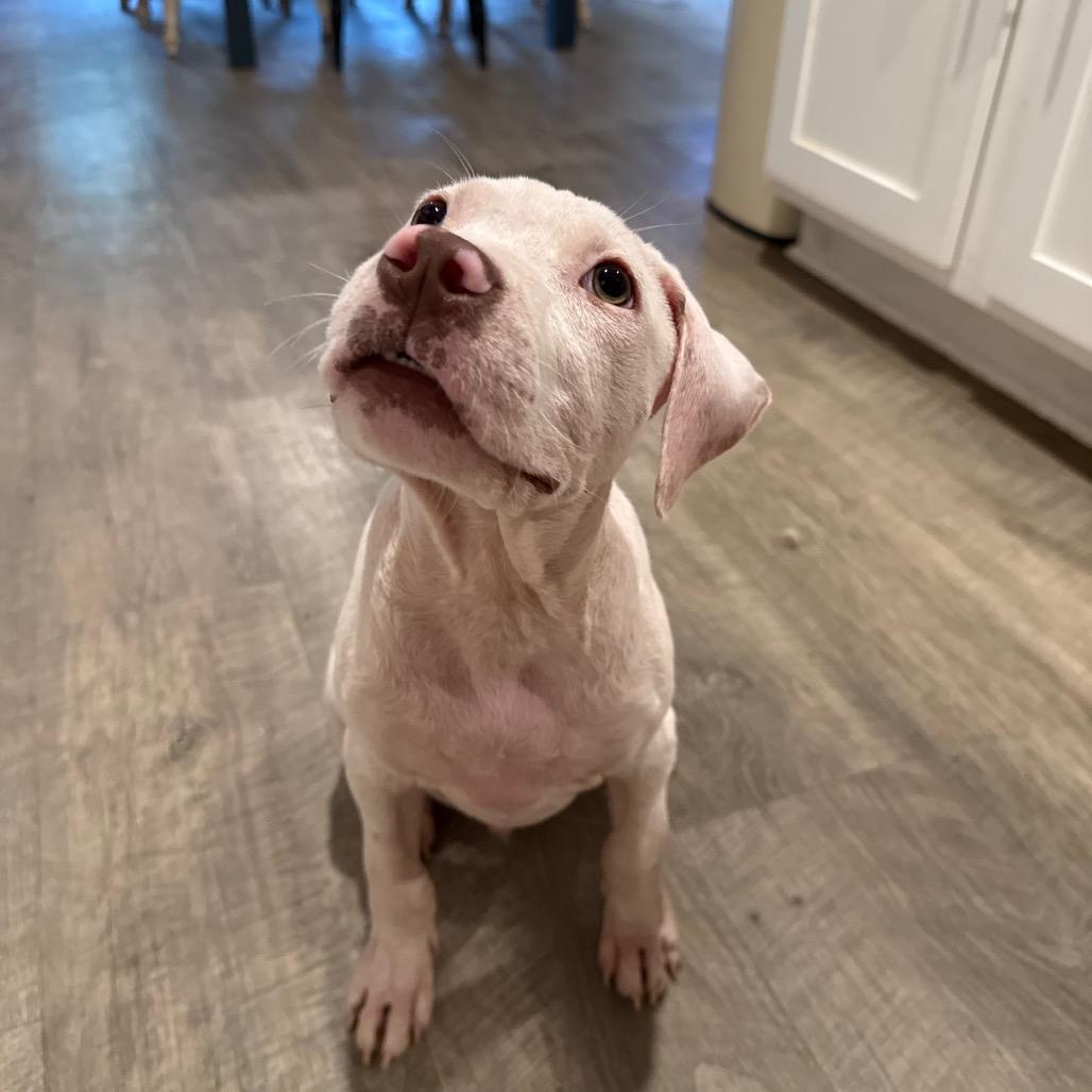 Enlarge Dennis, a Adopted mixed breed in Daphne, AL image 3/5