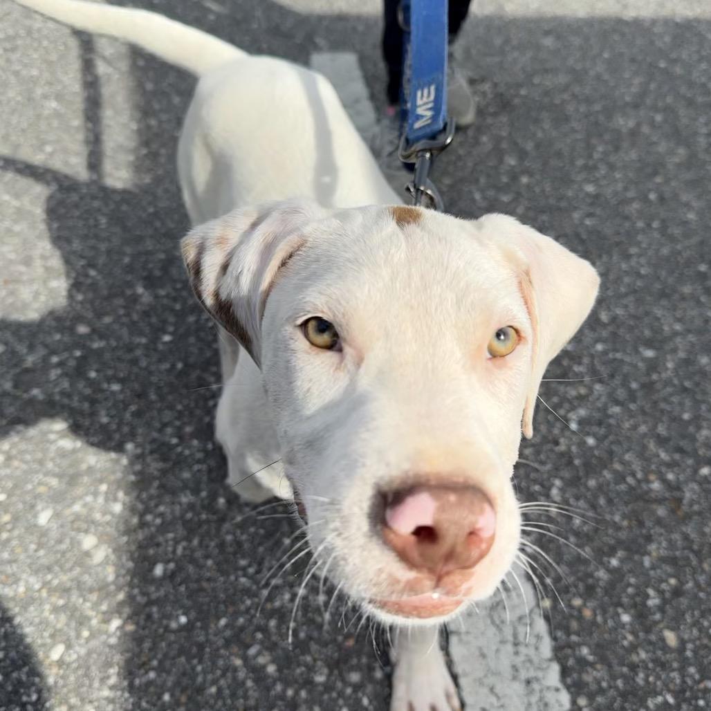 Enlarge Dennis, a Adopted mixed breed in Daphne, AL image 2/5