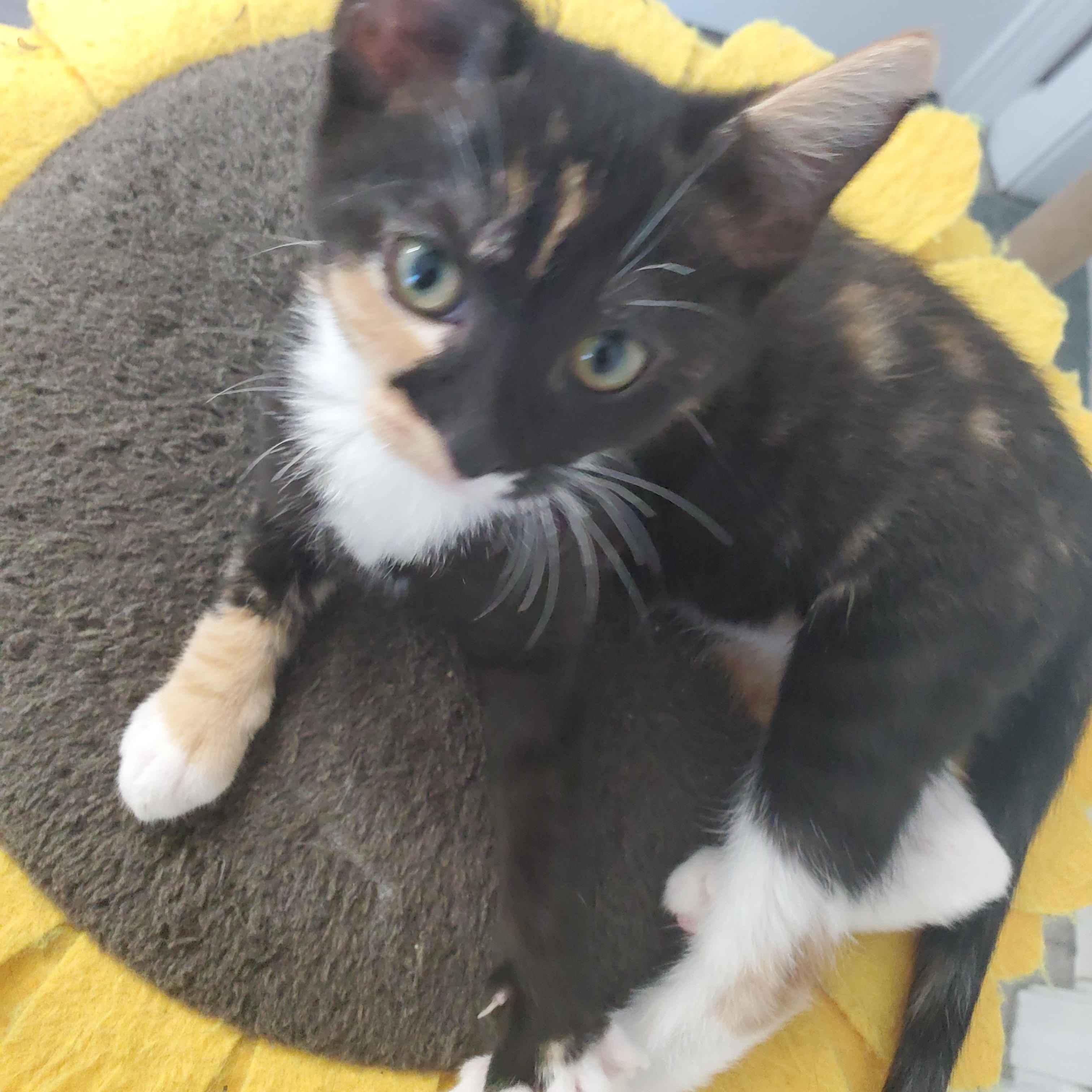 Finley, a Adopted Calico in Auburn, GA image 1/3