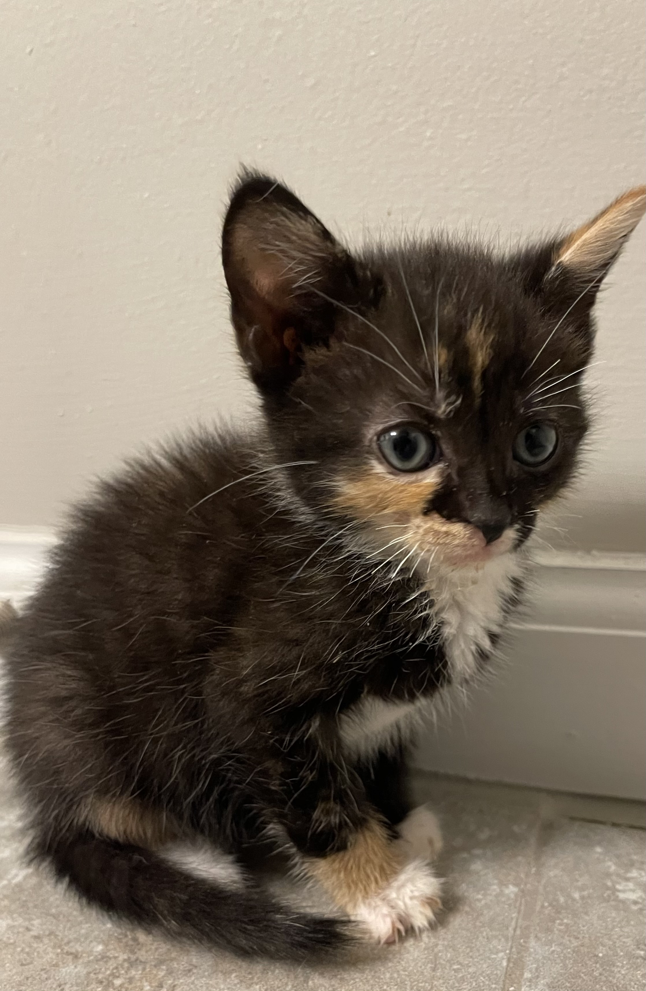 Finley, a Adopted Calico in Auburn, GA image 2/3