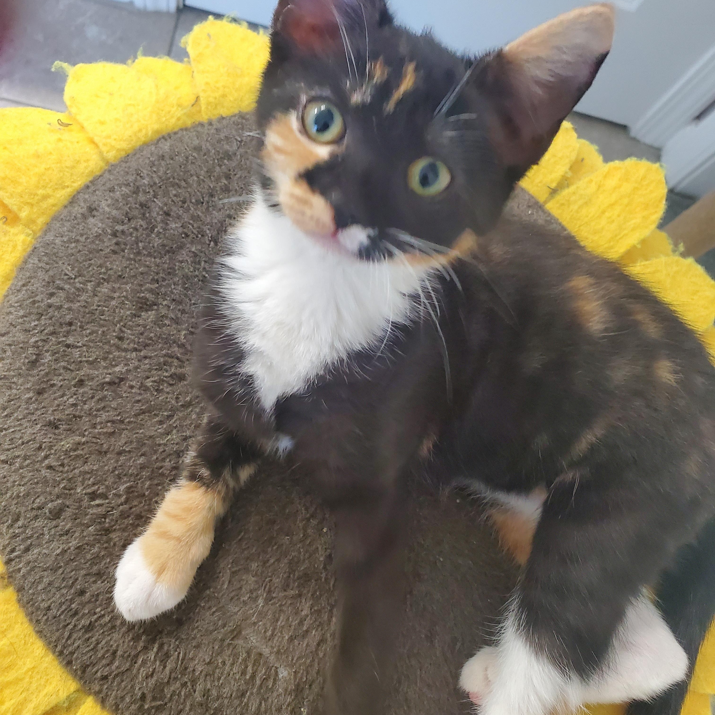 Finley, a Adopted Calico in Auburn, GA image 3/3