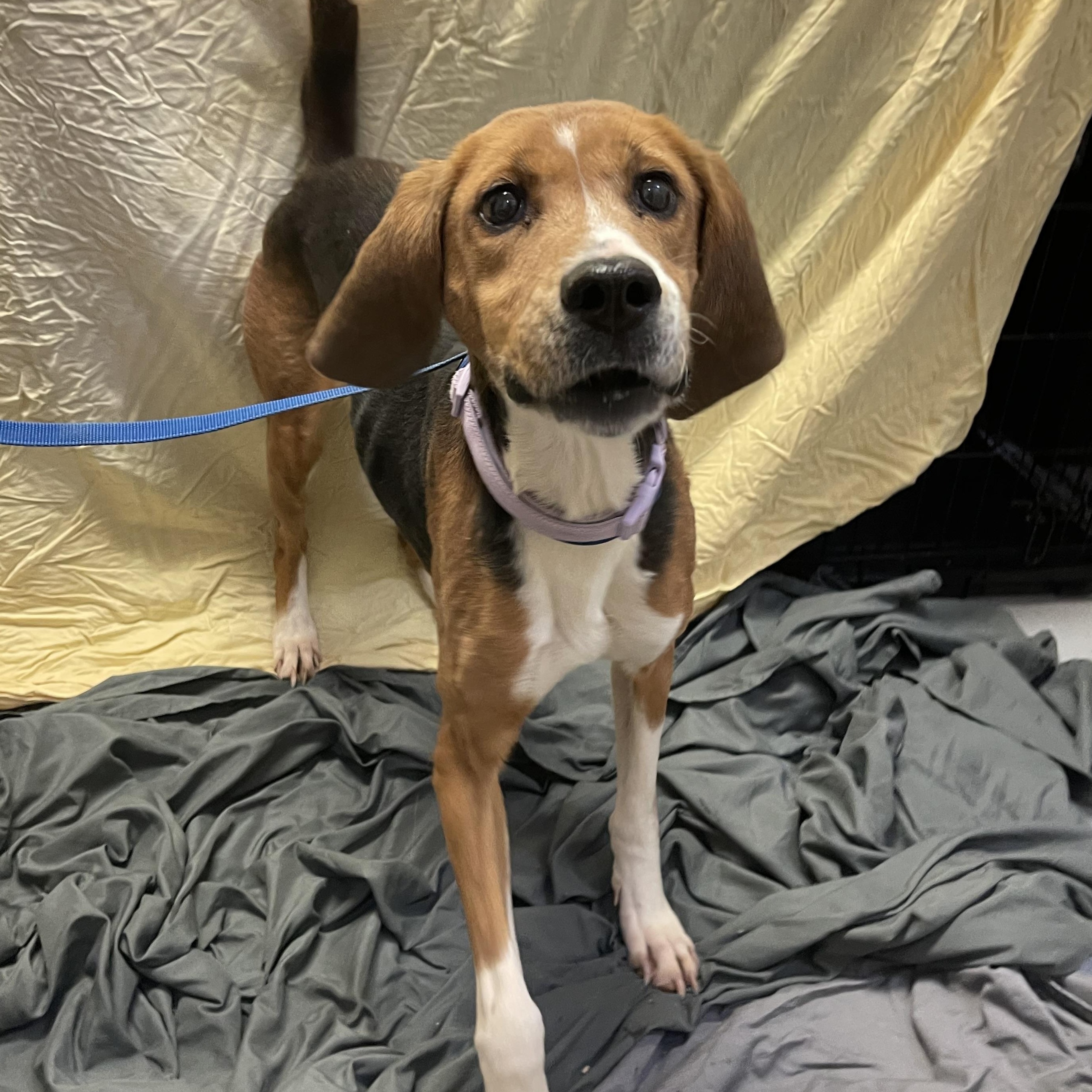 Mavis, ADOPTABLE, Adult Female Coonhound.