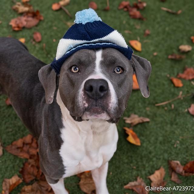 Enlarge CLAIRE BEAR, a Adoptable Pit Bull Terrier in Sacramento, CA image 1/1