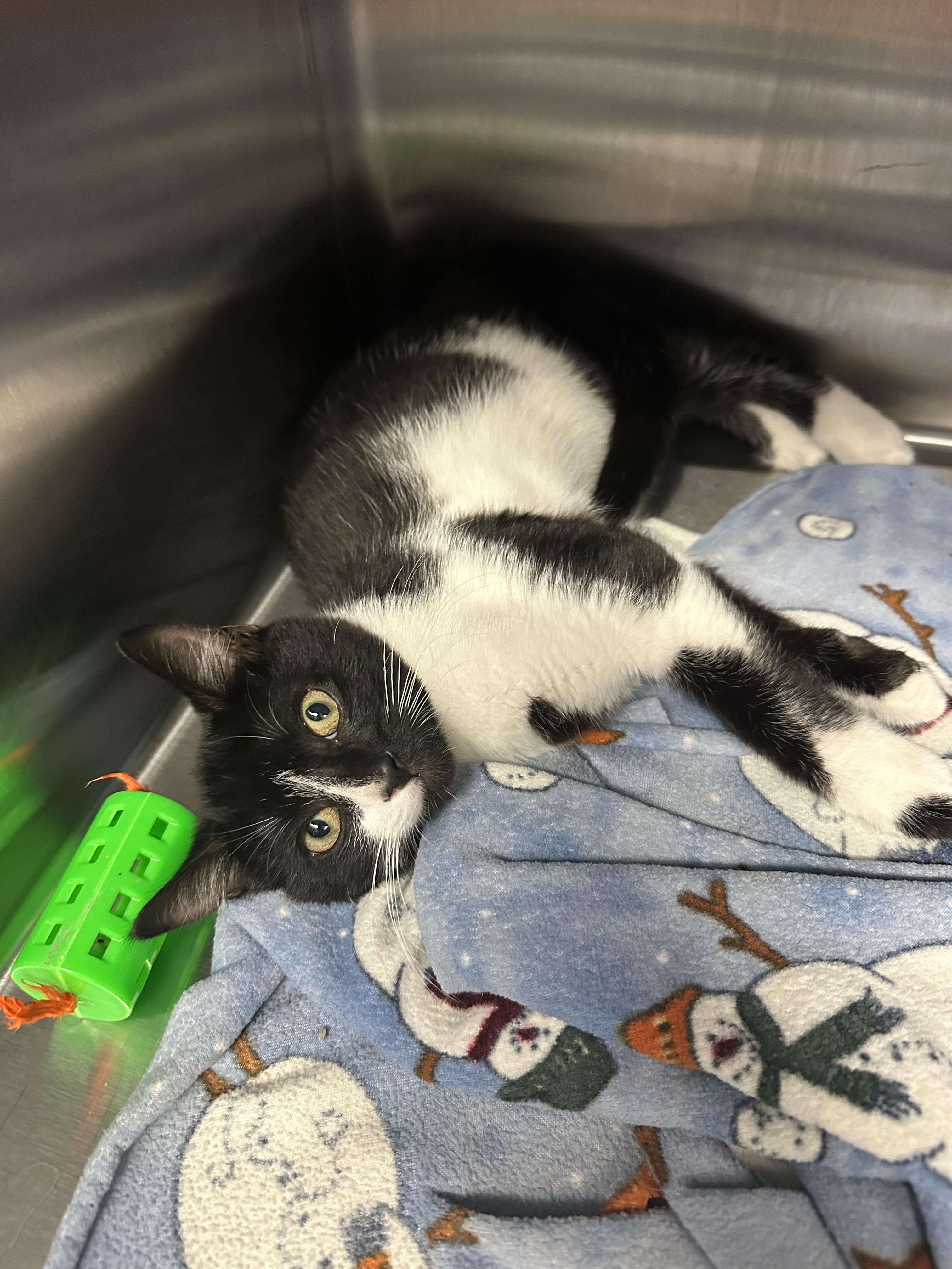 Mini Moo, Adopted, Kitten Male Domestic Short Hair.
