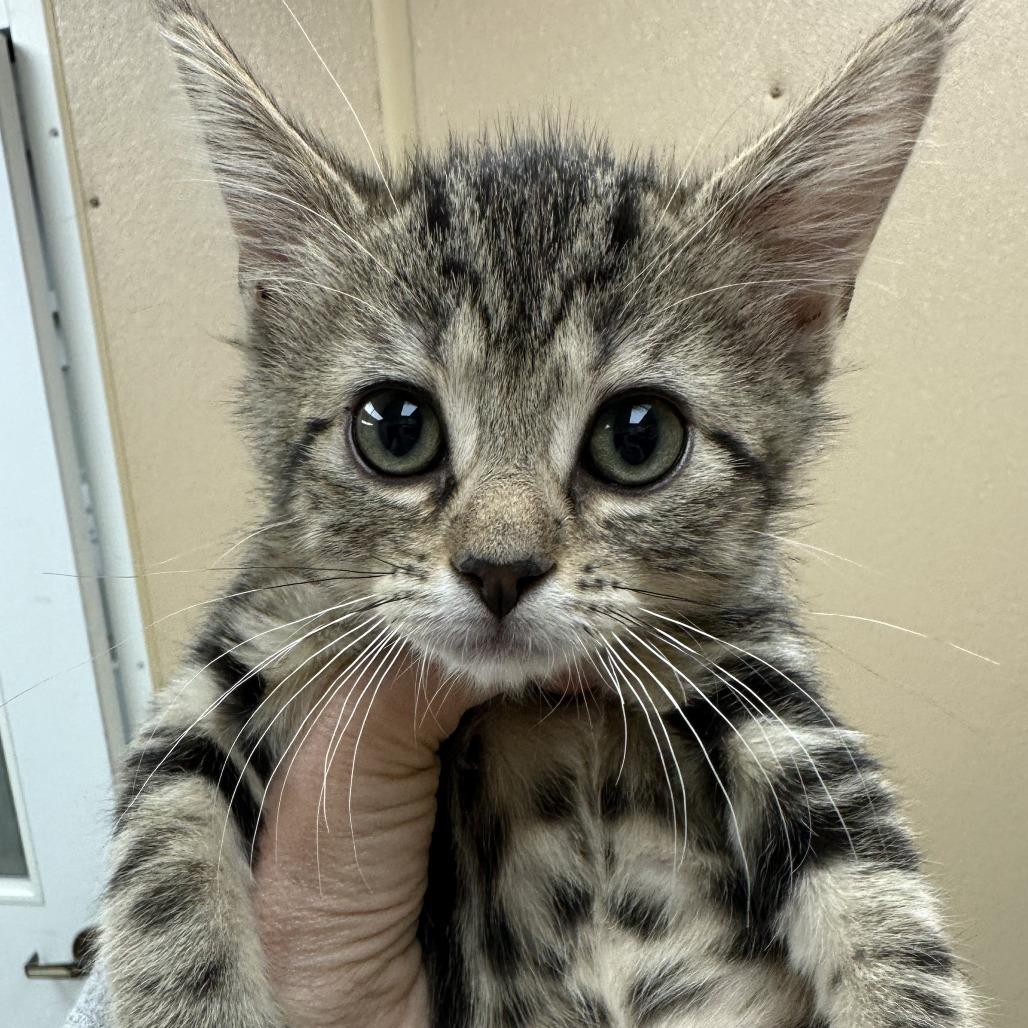 Cassia, Adoptable, Kitten Female Domestic Short Hair.