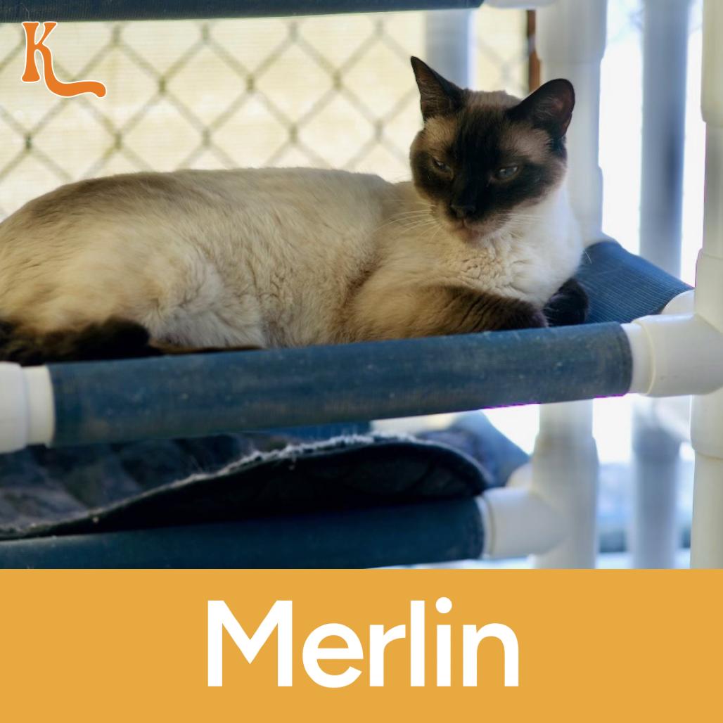Merlin, Adoptable, Adult Male Siamese.