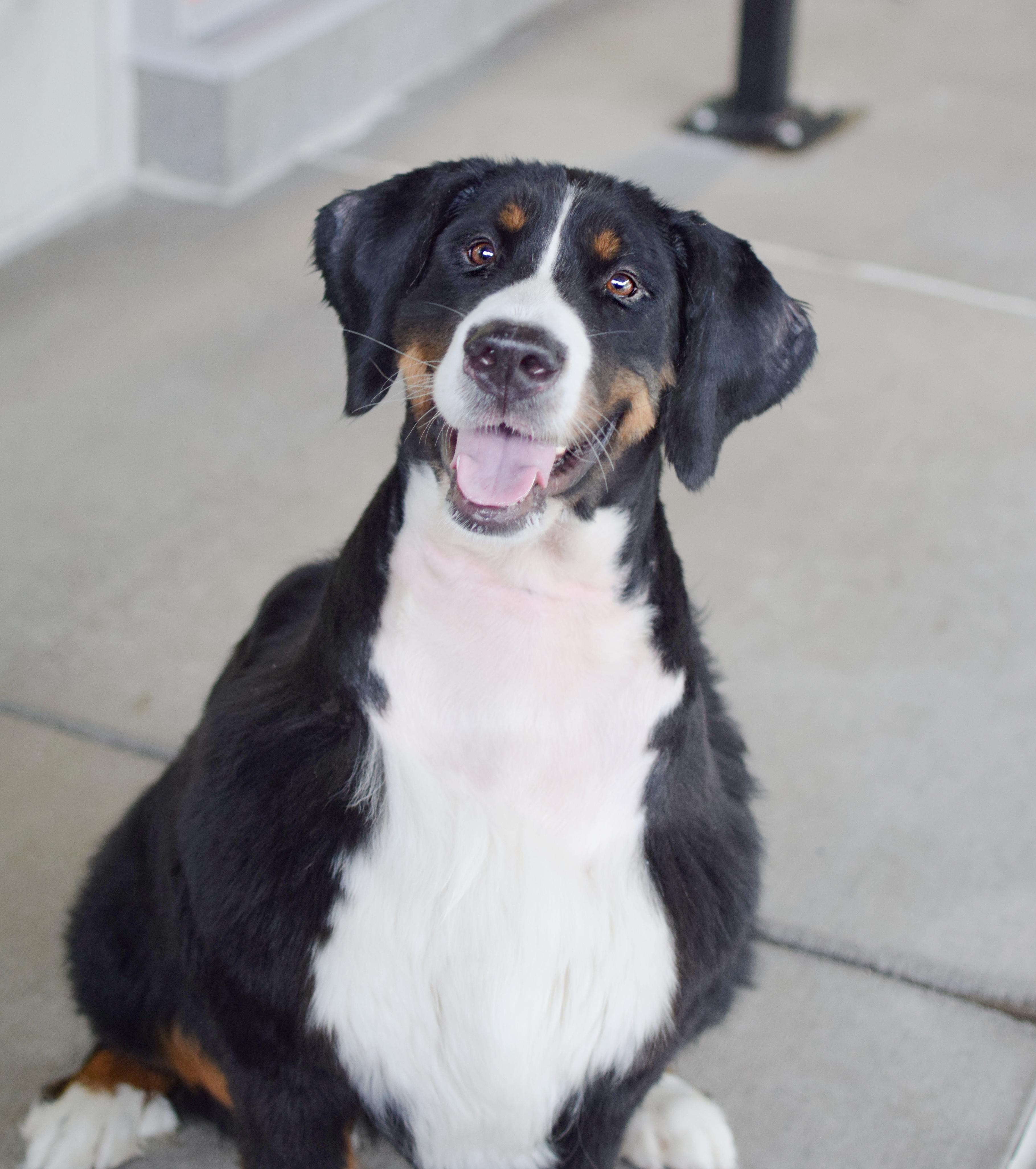 Mia, Adopted, Adult Female Bernese Mountain Dog.