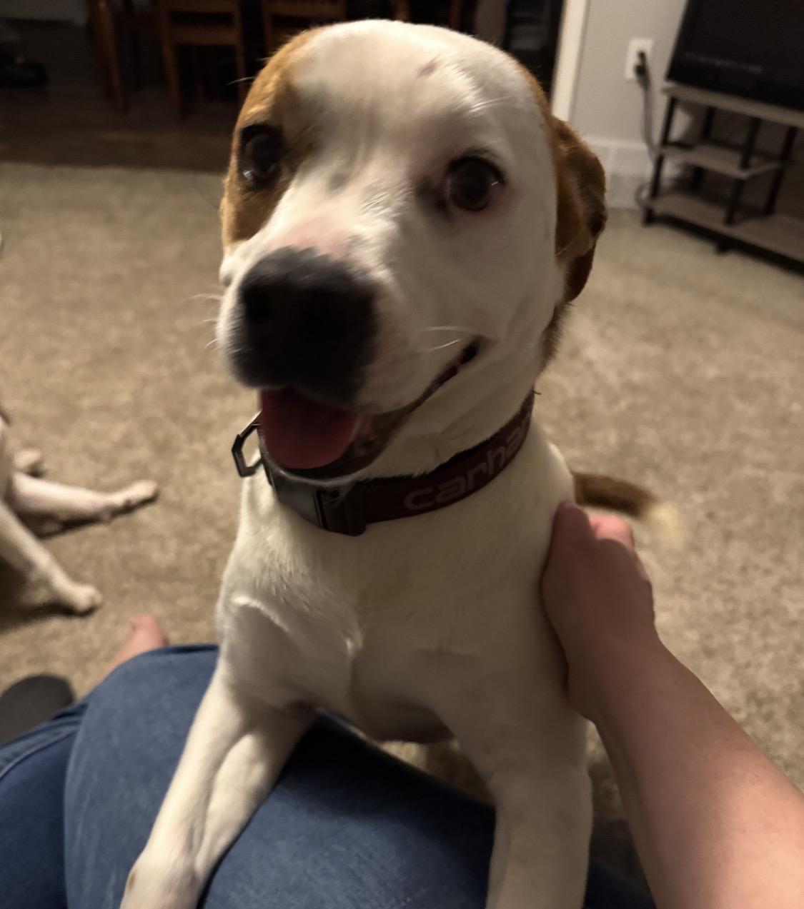 Enlarge Hera, a Adoptable mixed breed in Campbellsville, KY image 4/6