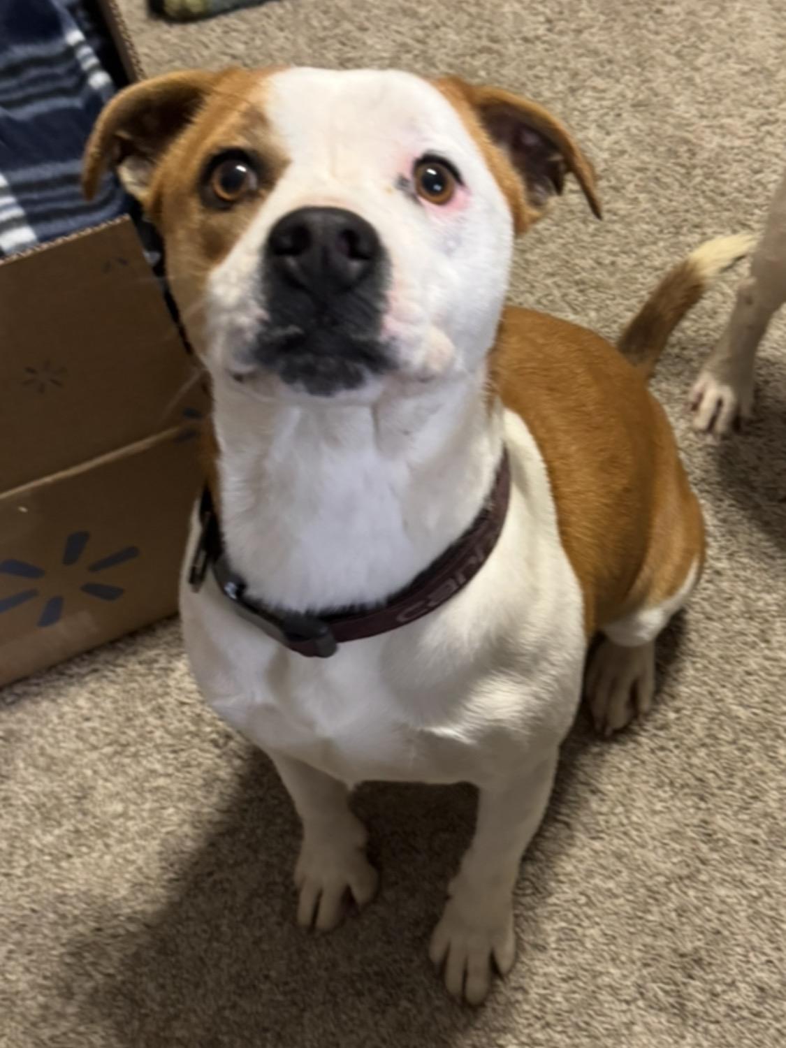 Enlarge Hera, a Adoptable mixed breed in Campbellsville, KY image 1/6