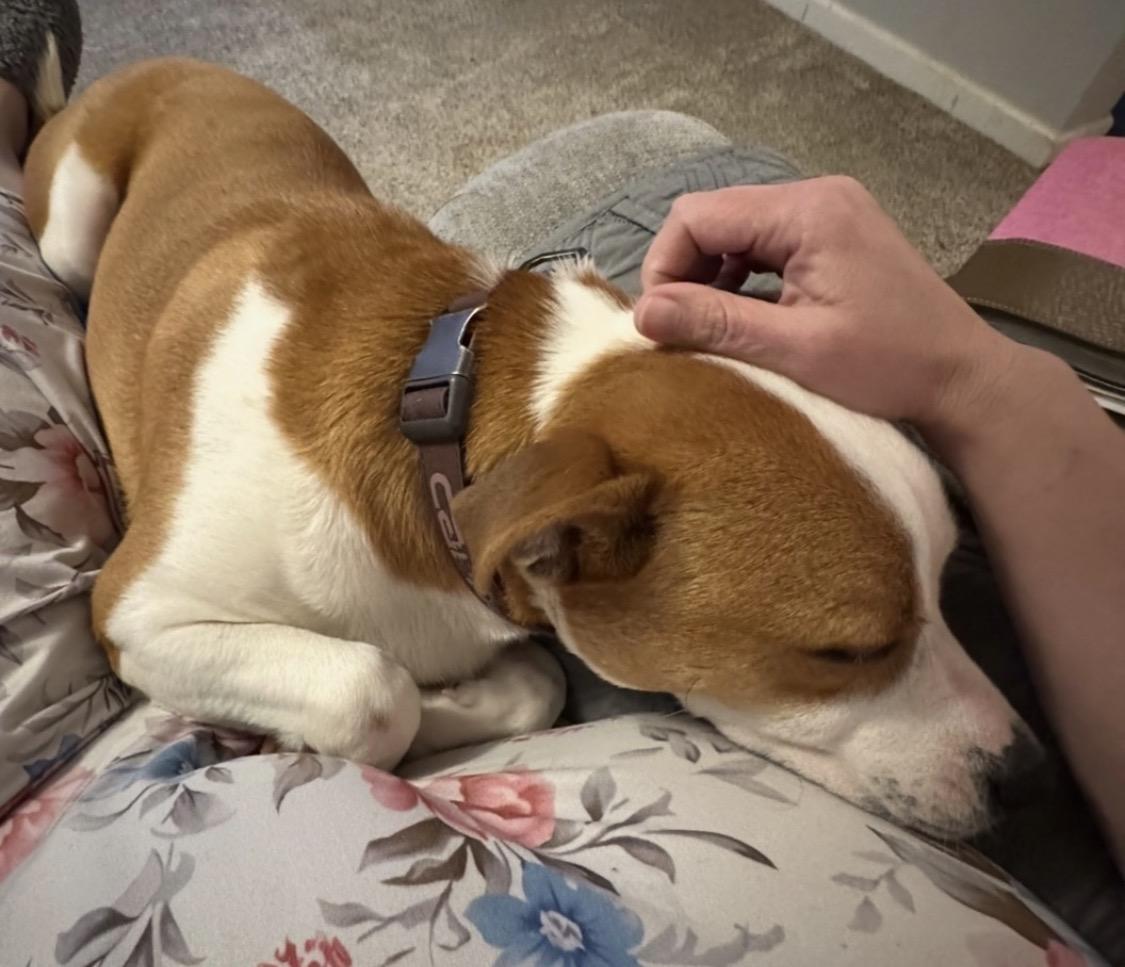 Enlarge Hera, a Adoptable mixed breed in Campbellsville, KY image 3/6
